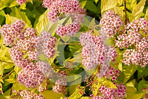 Blooming spirea by pink small flowers. Blossoming bush growing in a summer garden. Flowers delicate, charming, beautiful. Spirea