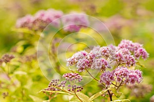 Blooming spirea by pink small flowers. Blossoming bush growing in a summer garden. Flowers delicate, charming, beautiful. Spirea