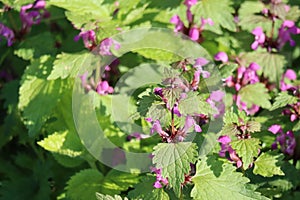 blooming spotted Deadnettle