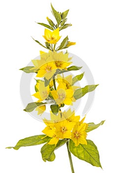 Blooming spotted loosestrife