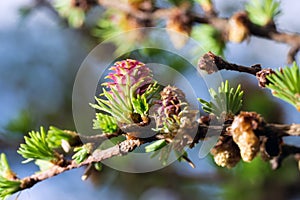 Blooming spring branch of a larch closeup