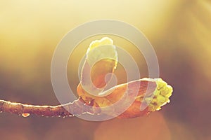 Blooming spring bud in morning light. Sunny nature