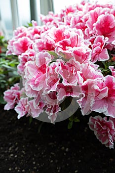 Blooming spring bush of Alabama azalea or Rhododendron alabamense Rehder, copy space