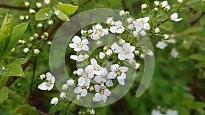 Blooming spring Bush. Bright juicy greens and small white flowers. Wind
