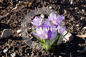 Blooming Spring crocus Crocus vernus.