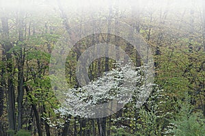 Blooming Spring Dogwood in Fog