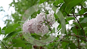 Blooming spring flowers. Beautiful flowering flowers of lilac tree. The spring concept.