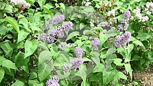 Blooming spring flowers. Beautiful flowering flowers of lilac tree. The spring concept.