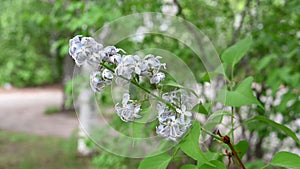 Blooming spring flowers. Beautiful flowering flowers of lilac tree. Spring concept. The branches of lilac on a tree.