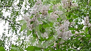 Blooming spring flowers. Beautiful flowering flowers of lilac tree. Spring concept. The branches of lilac on a tree in a garden.