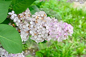 Blooming spring flowers. Beautiful flowering flowers of lilac tree. Spring concept. The branches of lilac on a tree in a garden