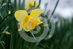 Blooming spring flowers daffodils in the early spring garden