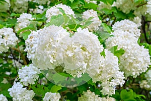 Blooming spring flowers. Large beautiful white balls of blooming Viburnum opulus Roseum Boule de Neige . White Guelder