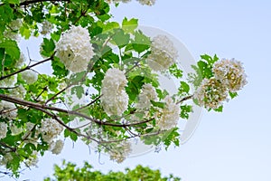 Blooming spring flowers. Large beautiful white balls of blooming Viburnum opulus Roseum Boule de Neige . White Guelder