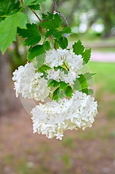 Blooming spring flowers. Large beautiful white balls of blooming Viburnum opulus Roseum Boule de Neige . White Guelder