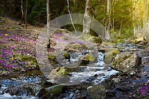 Blooming spring forest; Mountain stream and spring flowers photo