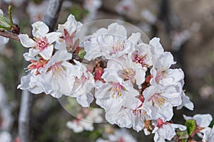 A blooming spring garden. Blooming cherry Latin: Prunus tomentosa close up. Small depth of field