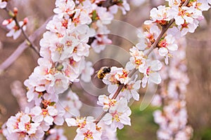 Blooming spring garden. Cherry blossom branch Prunus tomentosa close-up. Cherry flowers and Bee Anthophila.