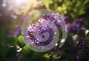 Blooming spring lilacs flowers in fabulous garden on mysterious fairy tale springtime floral sunny background with sun light and