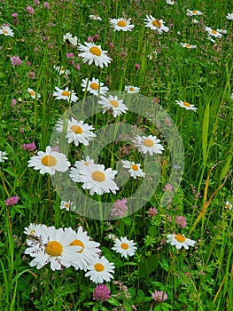 Blooming spring meadow with daisies and the clover, close up