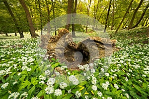 Blooming spring oak forest