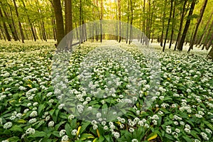 Blooming spring oak forest