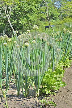 Blooming spring onions 3