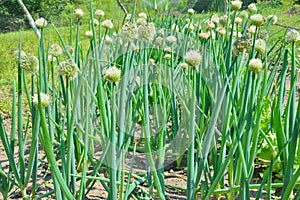 Blooming spring onions 4