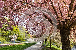 Blooming spring park in Ujezd district, Lesser town, Prague Czech republic