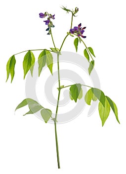 Blooming spring pea, Lathyrus vernus isolated on white background