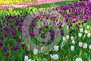 blooming spring pink, lilac and white tulips flower like background in park, garden floral background