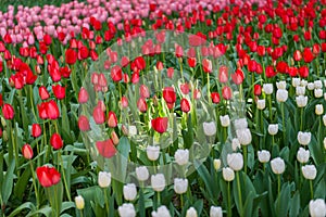 blooming spring pink, red and white tulips flower like background in park, garden floral background