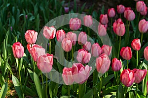 Blooming spring pink tulips flower with sun beams like background in park, garden floral background