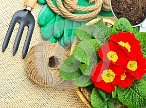 Blooming spring primulas in flower bed with rake.