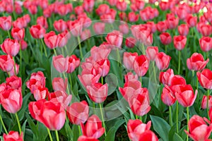Blooming spring red tulips flower like background in park, garden floral background
