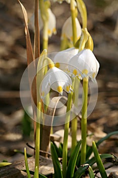 Blooming spring snowflake. A sign of the first spring days.