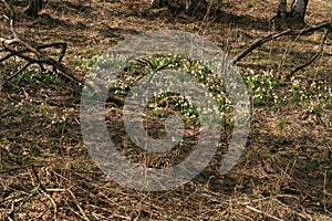 Blooming spring snowflake. A sign of the first spring days.