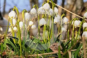 Blooming spring snowflake. A sign of the first spring days.