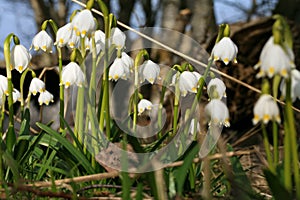 Blooming spring snowflake. A sign of the first spring days.