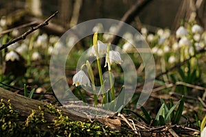 Blooming spring snowflake. A sign of the first spring days.