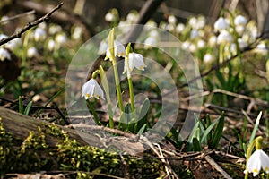 Blooming spring snowflake. A sign of the first spring days.