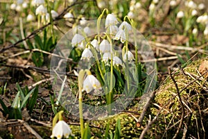 Blooming spring snowflake. A sign of the first spring days.