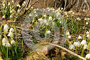 Blooming spring snowflake. A sign of the first spring days.