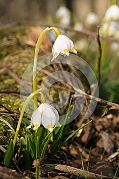 Blooming spring snowflake. A sign of the first spring days.