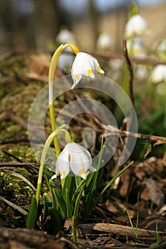 Blooming spring snowflake. A sign of the first spring days.