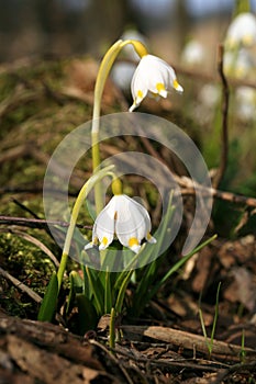 Blooming spring snowflake. A sign of the first spring days.