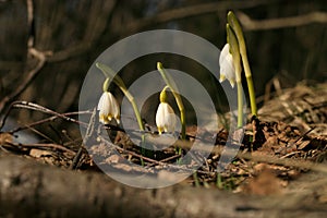 Blooming spring snowflake. A sign of the first spring days.