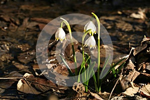 Blooming spring snowflake. A sign of the first spring days.