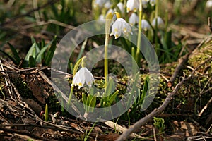 Blooming spring snowflake. A sign of the first spring days.