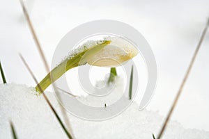 Blooming spring snowflake in snow. A sign of the first spring days.